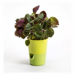 Zelený samozavlažovací květináč Rosmarin - Plastia